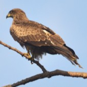 bird watching in nepal34